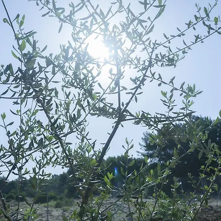 A Due Passi Dal Pizzo Hotel Pizzo (Salento)